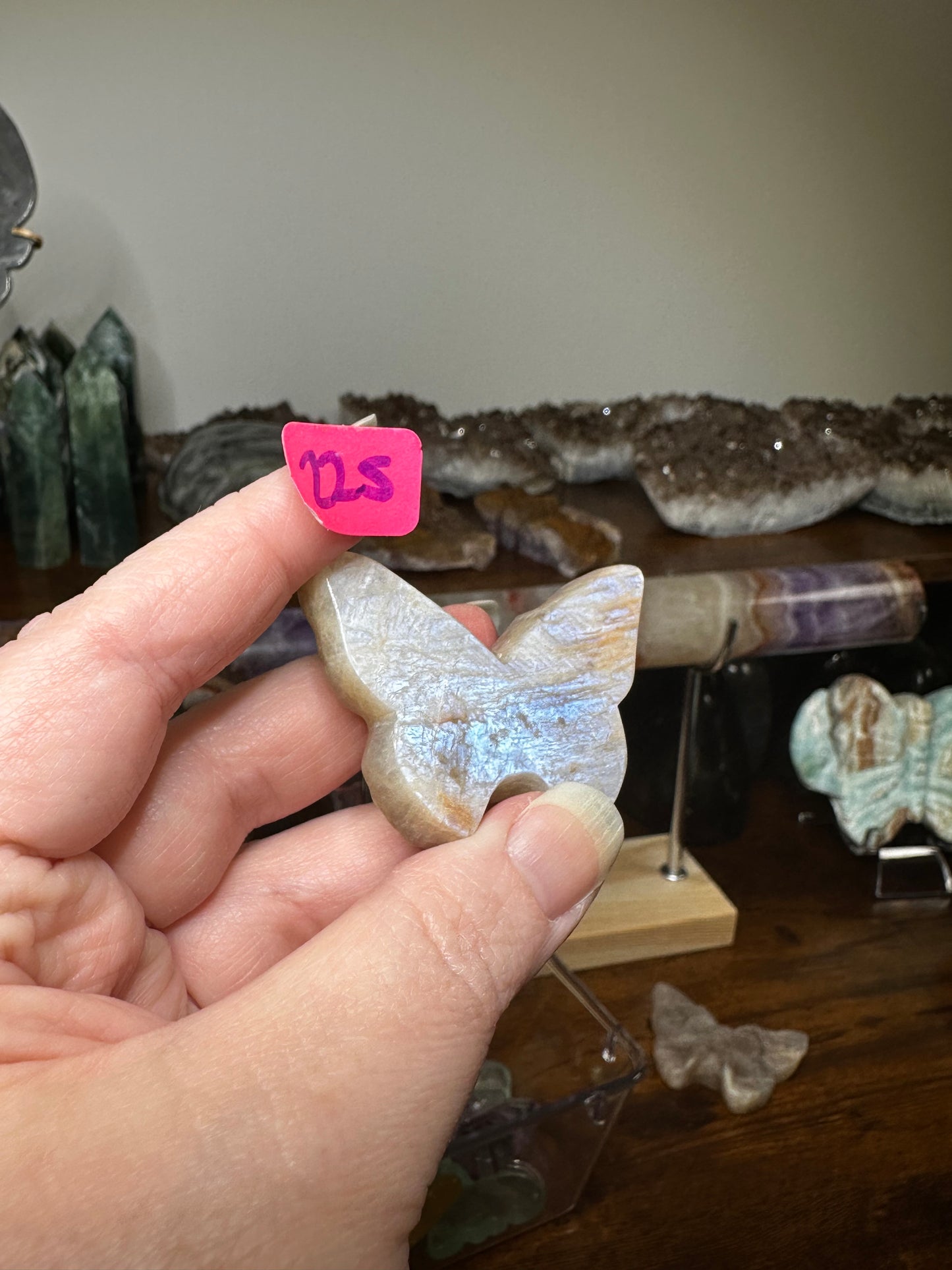 Moonstone Dead Head Moth
