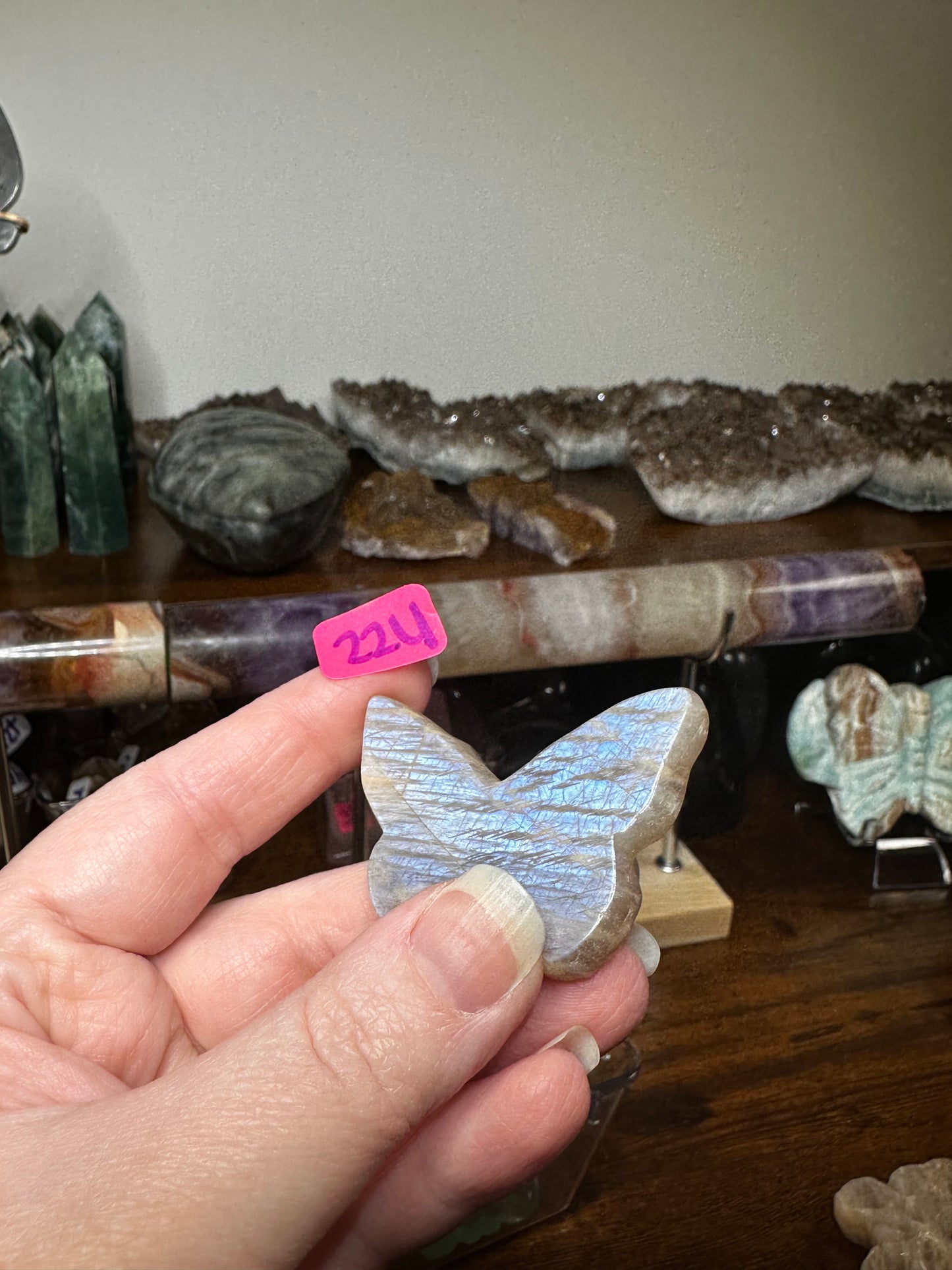Moonstone Dead Head Moth
